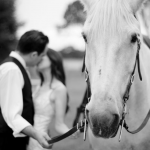 Fotosesija su arkliu